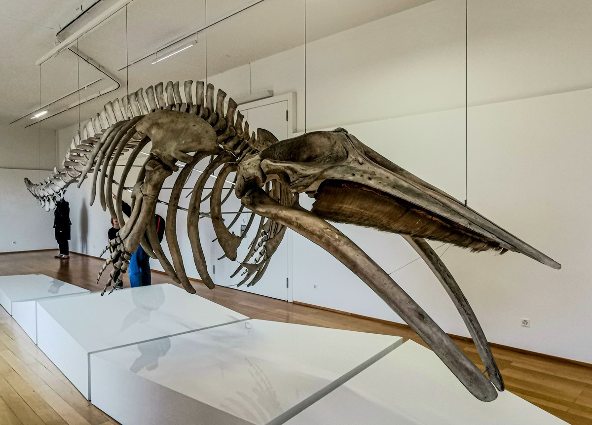 动物静摄（博物馆标本)