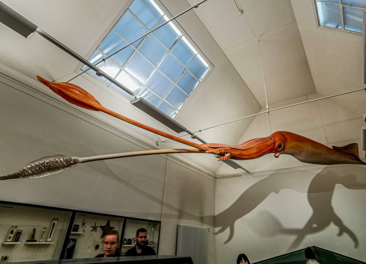 动物静摄（博物馆标本)