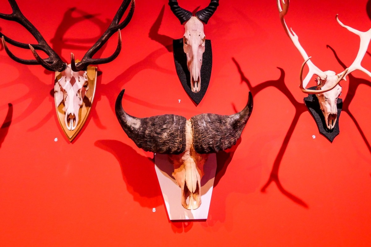 动物静摄（博物馆标本)