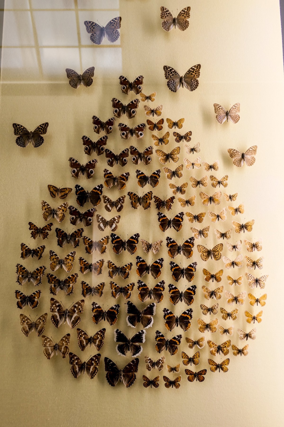 动物静摄（博物馆标本)