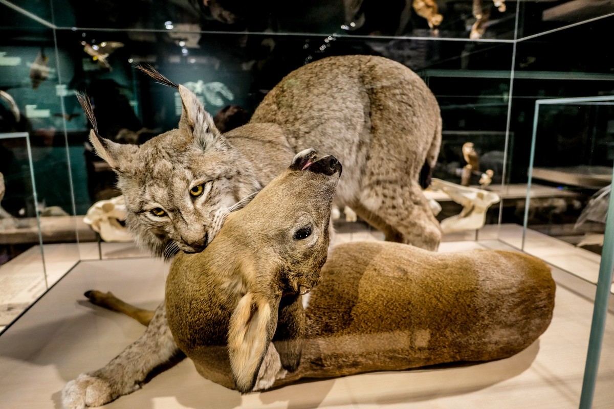 动物静摄（博物馆标本)