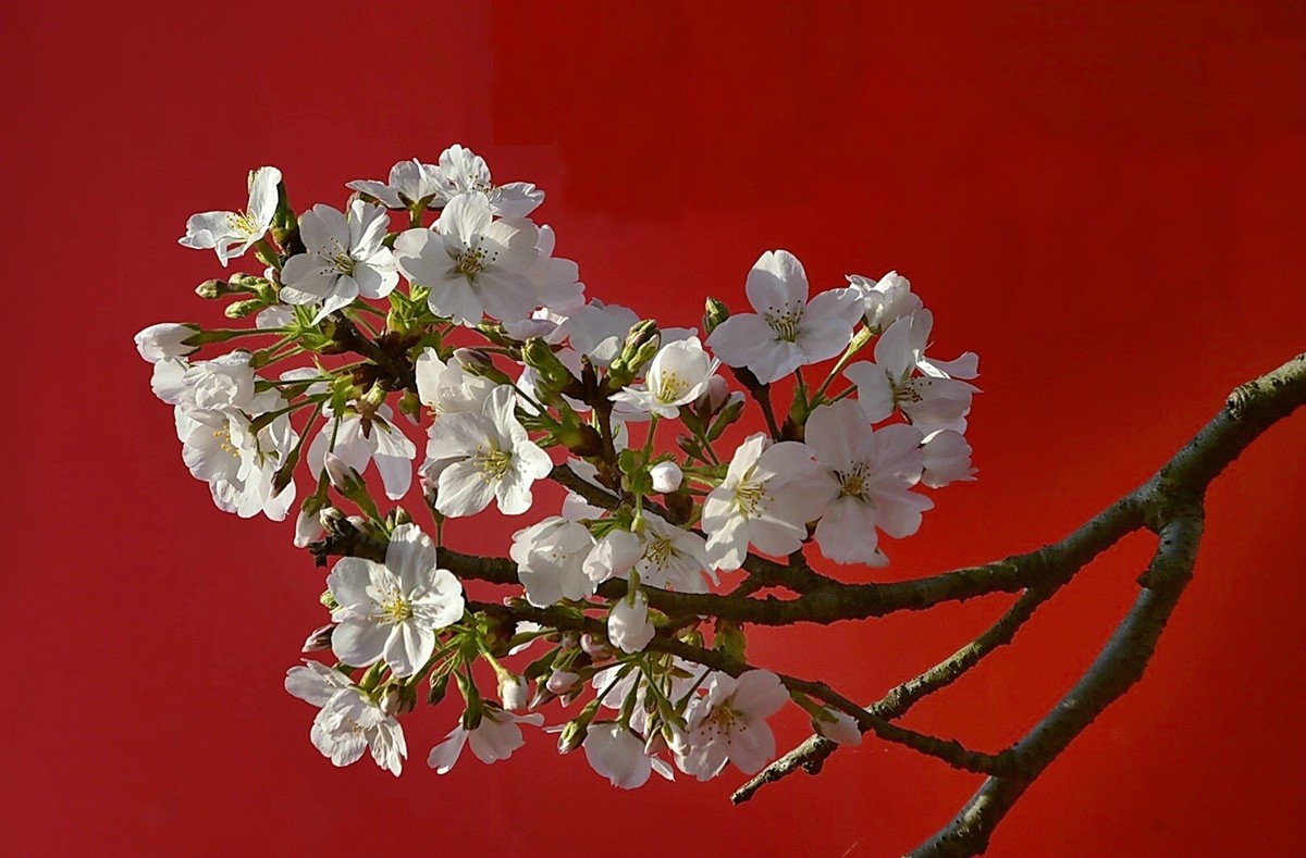 樱花之恋