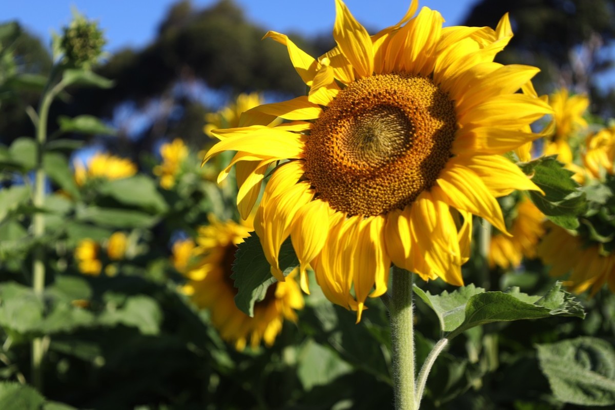向日葵庄园随拍