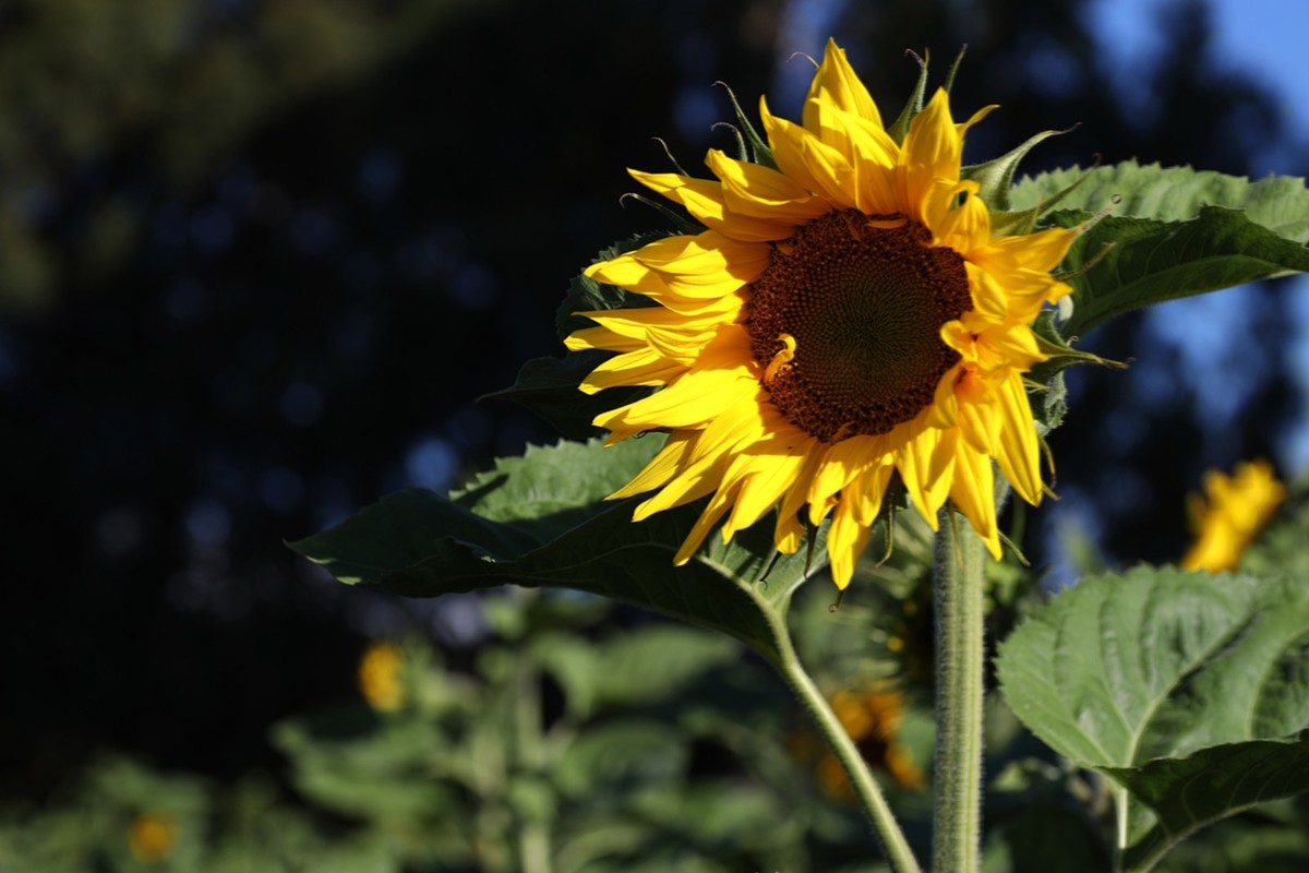 向日葵庄园随拍