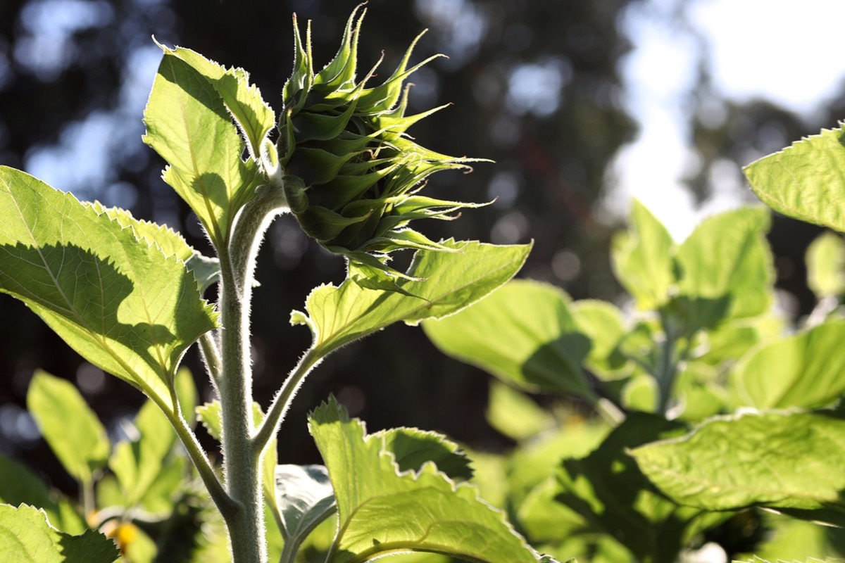 向日葵庄园随拍