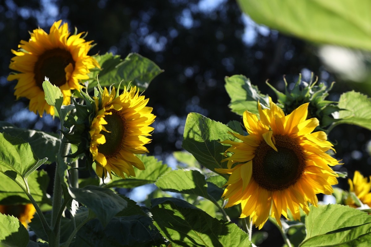 向日葵庄园随拍