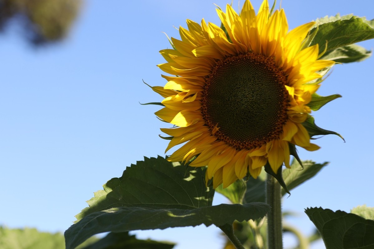 向日葵庄园随拍