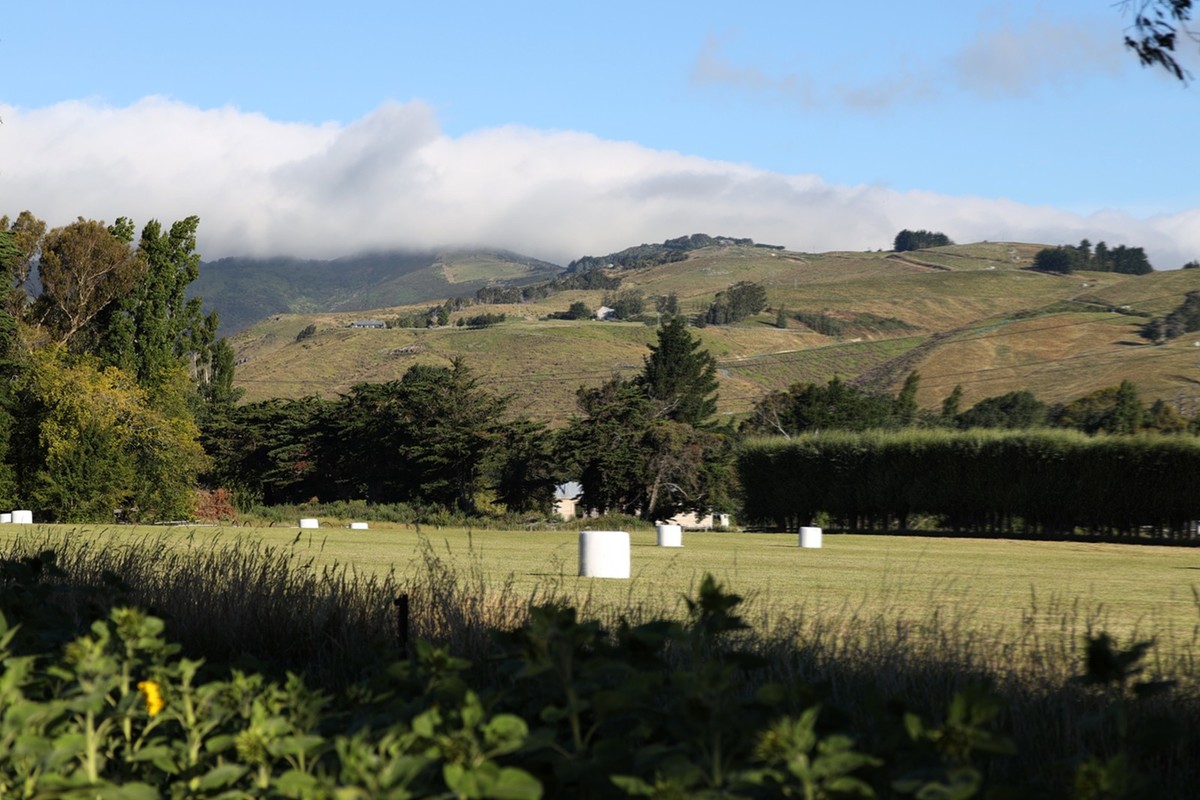 向日葵庄园随拍