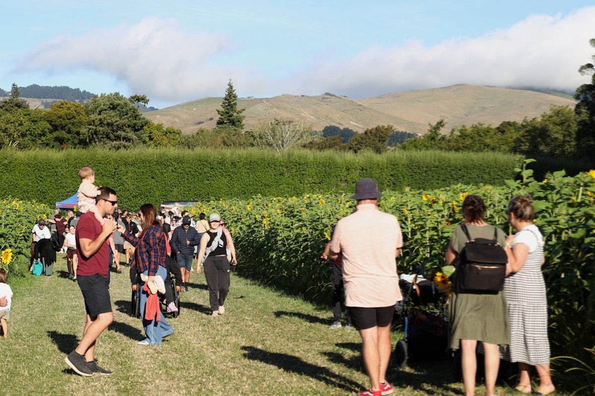 向日葵庄园随拍