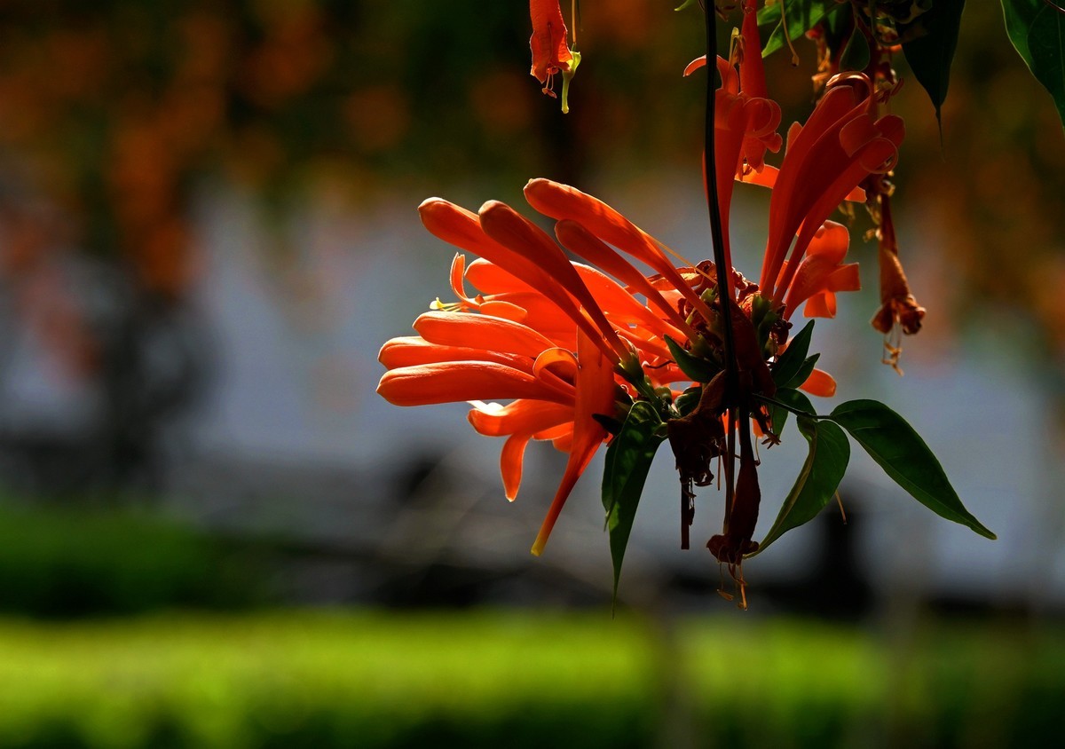 炮仗花