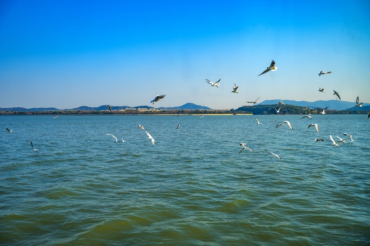 江南行-无锡太湖-帆船及其它(10)