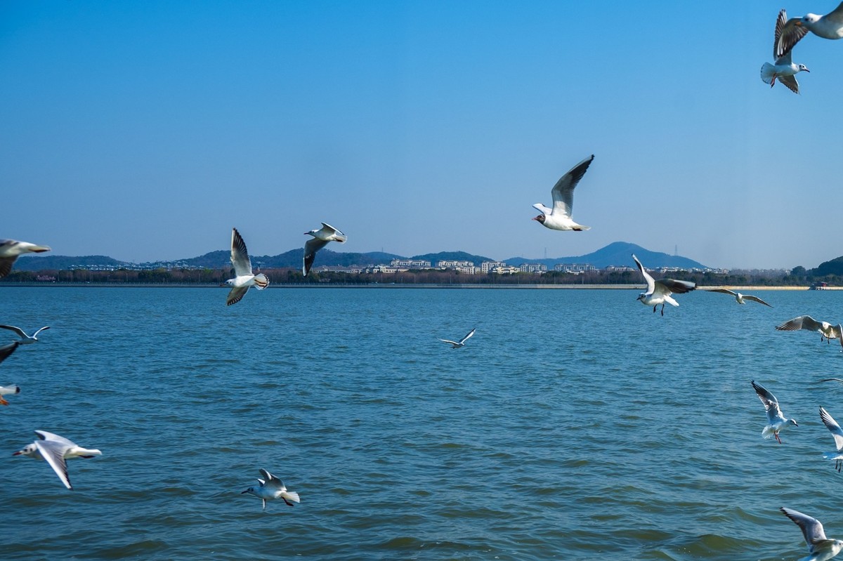 江南行-无锡太湖-帆船及其它(10)