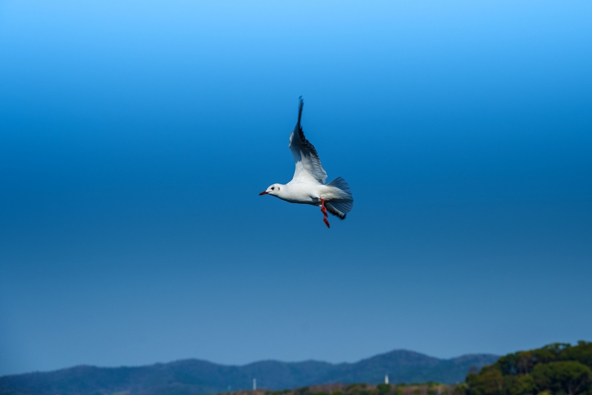 江南行-无锡太湖-帆船及其它(10)