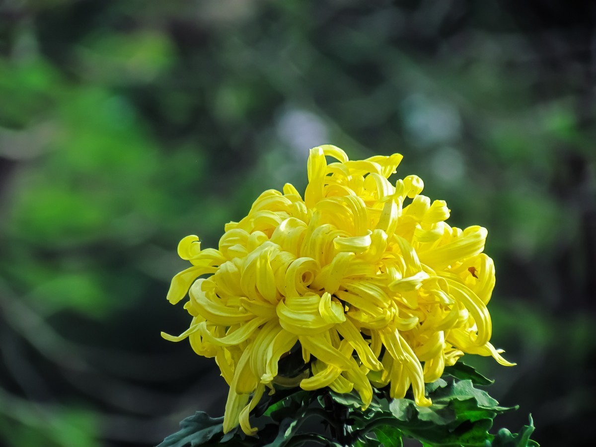 菊花
