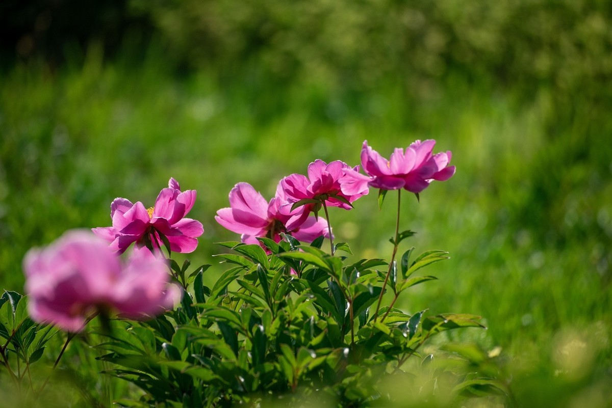 芍药（八）
