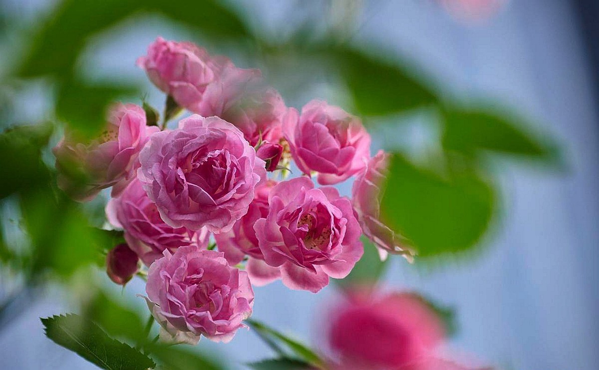 花开花落