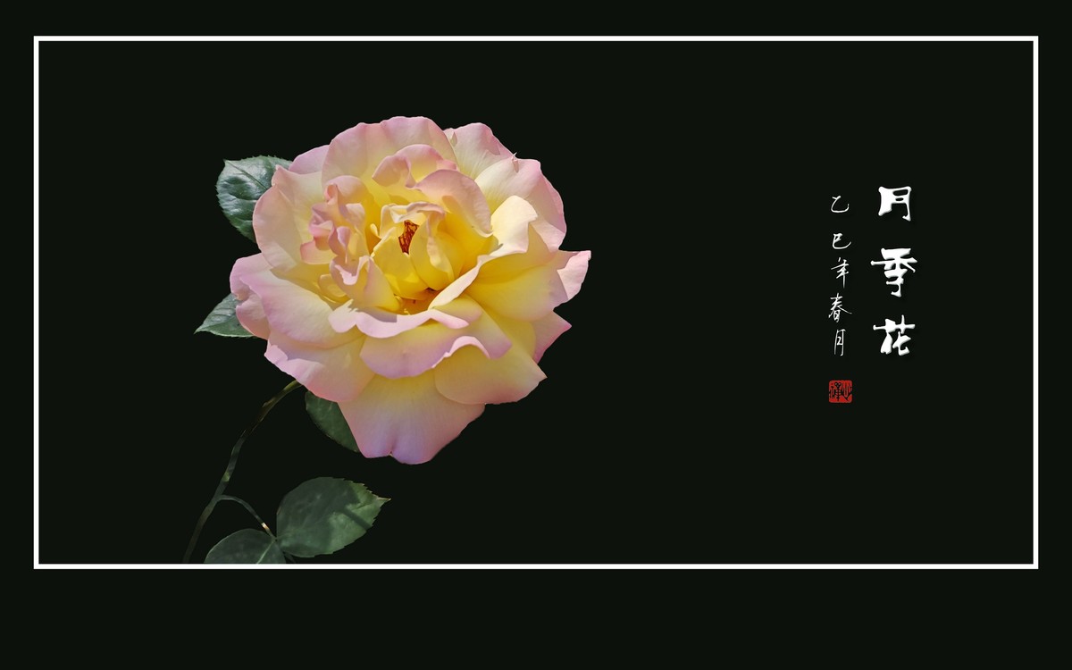 艳丽高傲的月季花