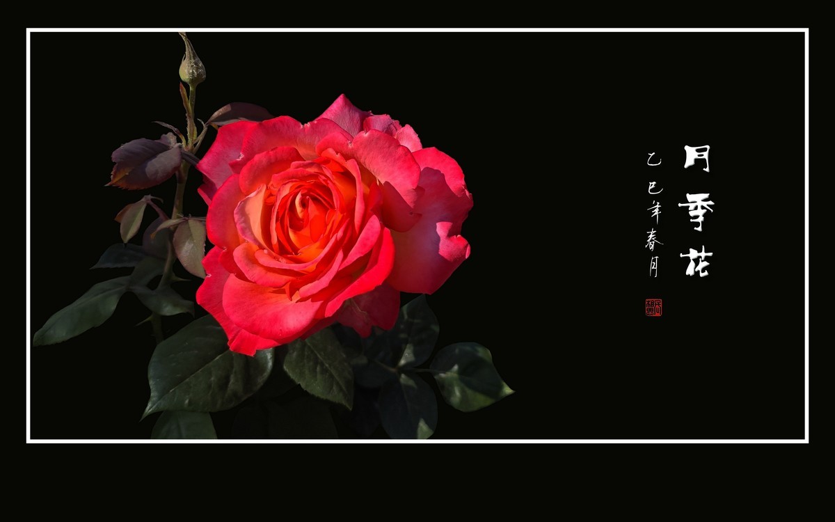 艳丽高傲的月季花