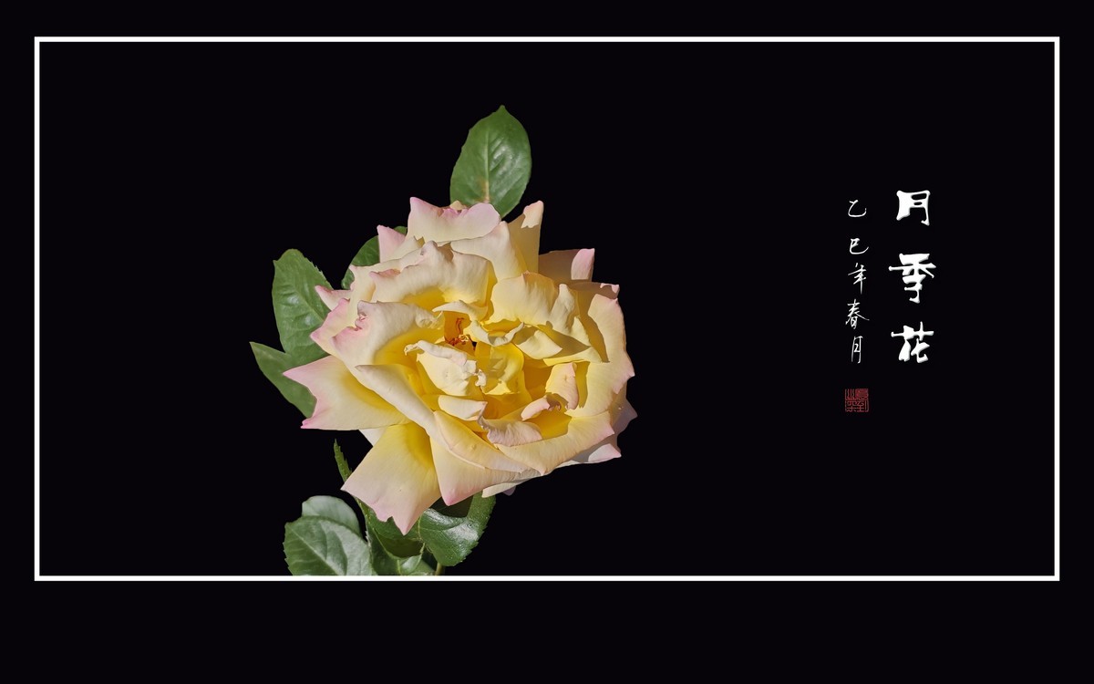 艳丽高傲的月季花