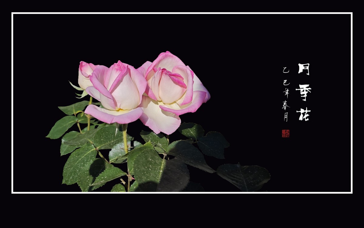 艳丽高傲的月季花