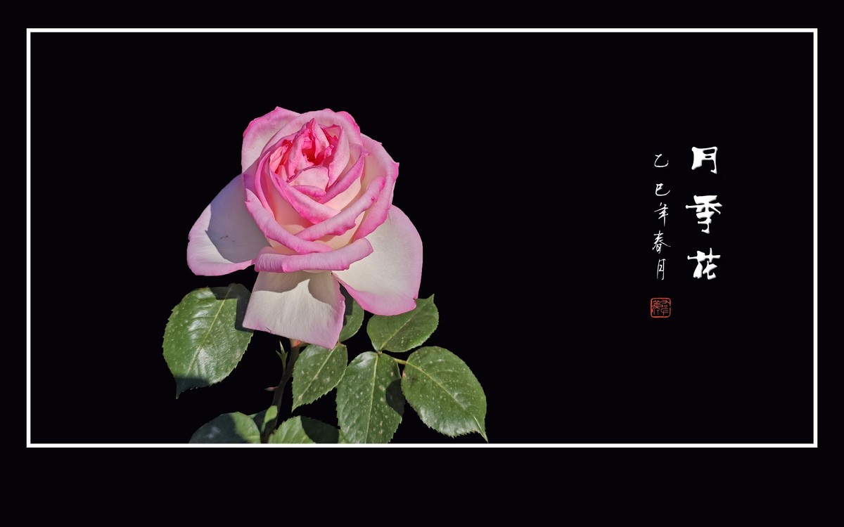 艳丽高傲的月季花