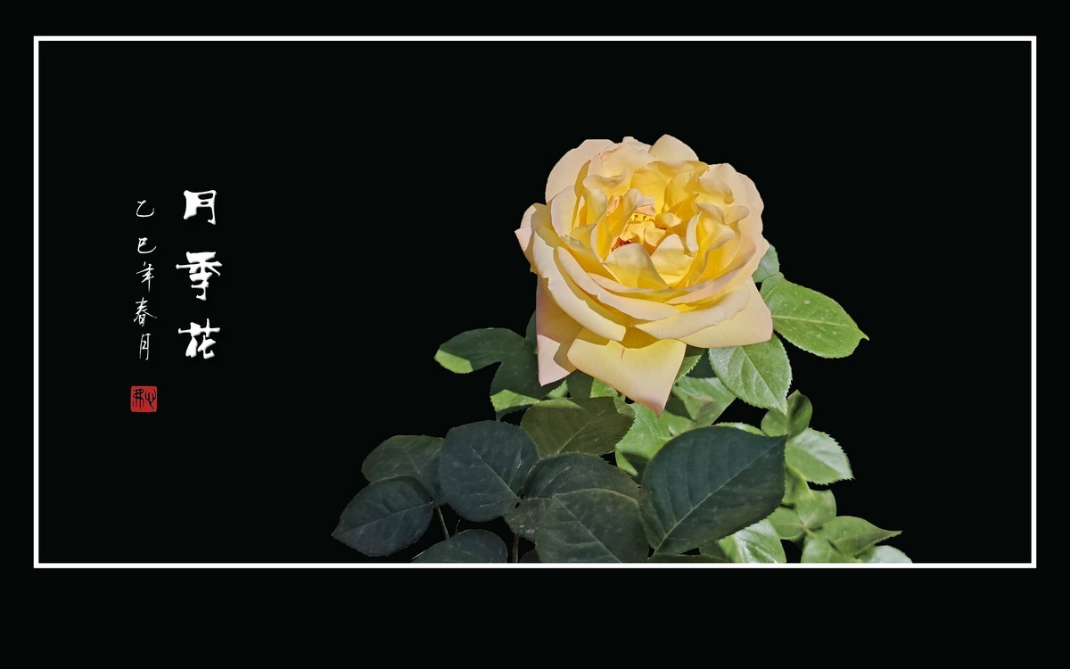 艳丽高傲的月季花