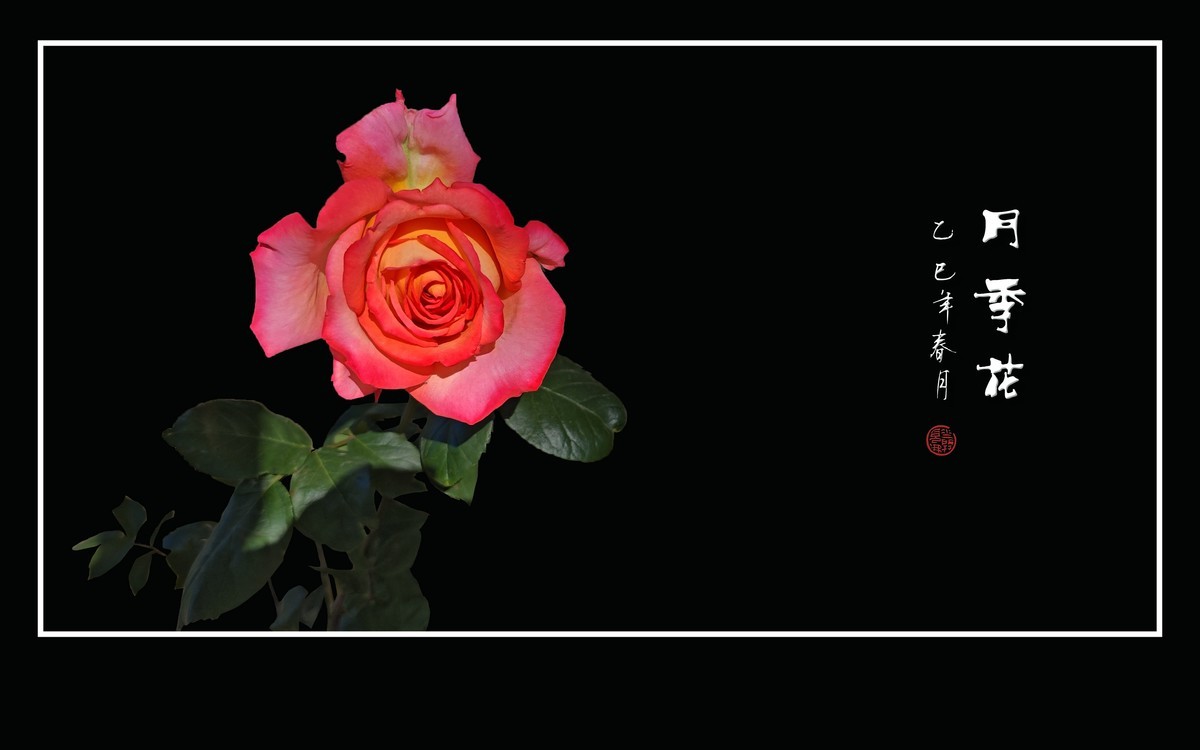 艳丽高傲的月季花