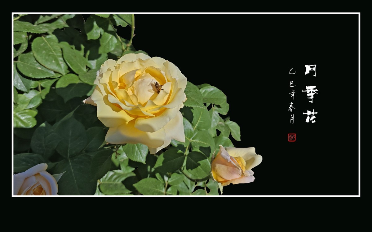 艳丽高傲的月季花