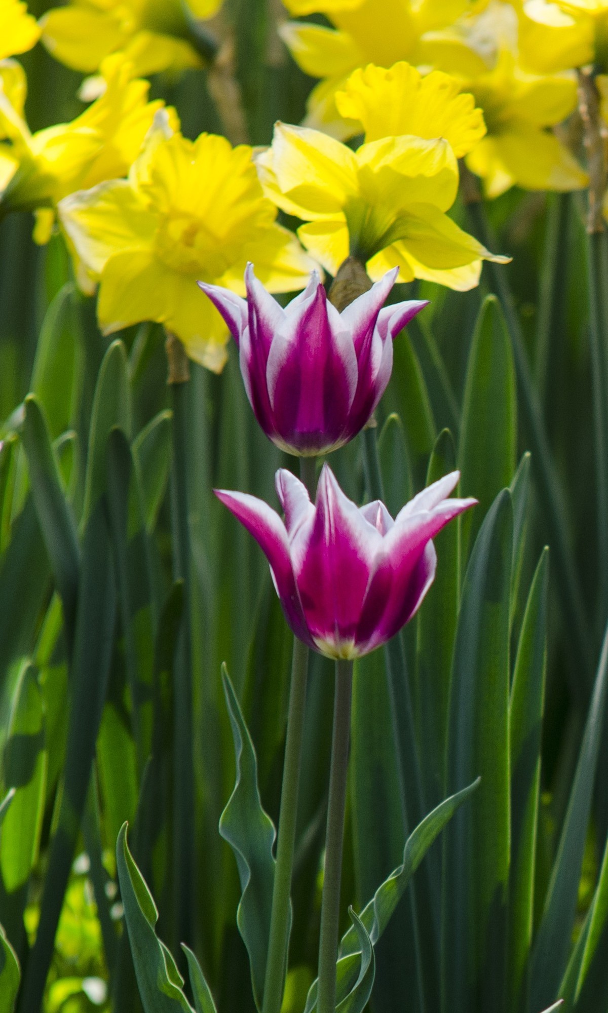 2022春花追拍记录-4