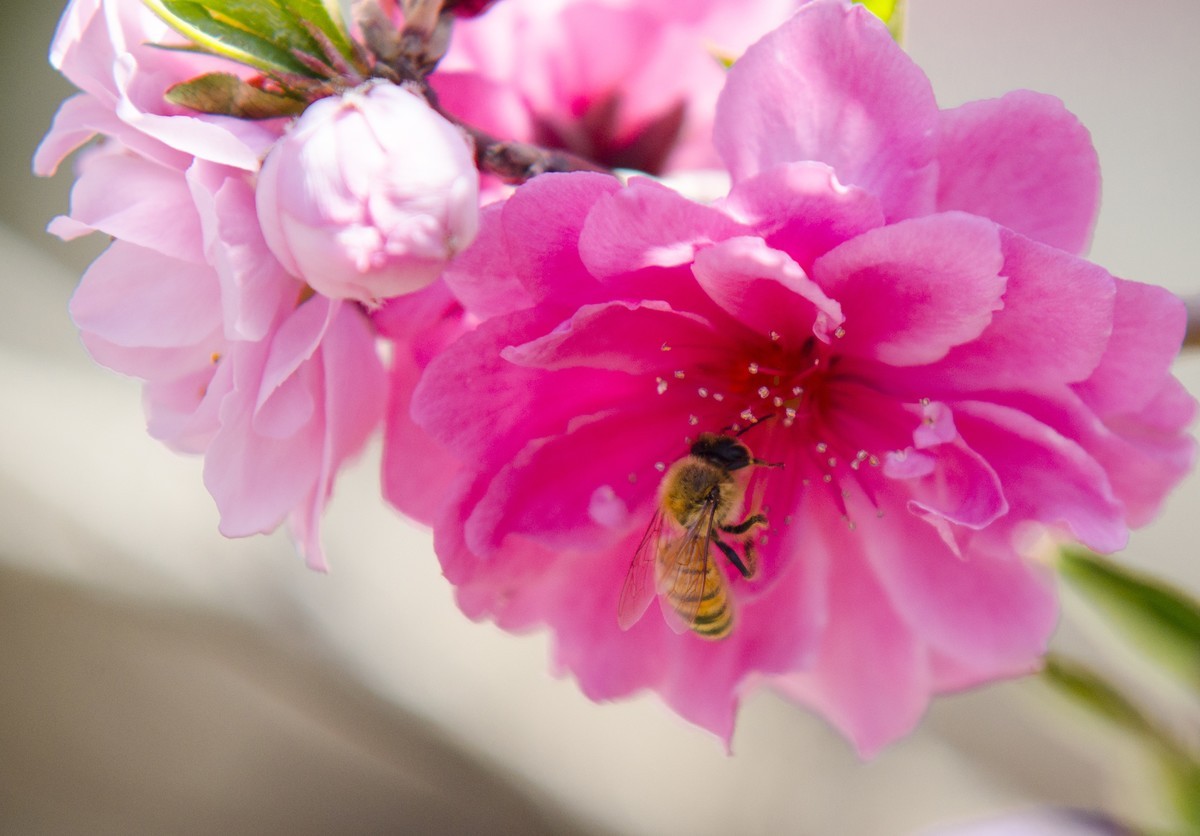 2022春花追拍记录-4