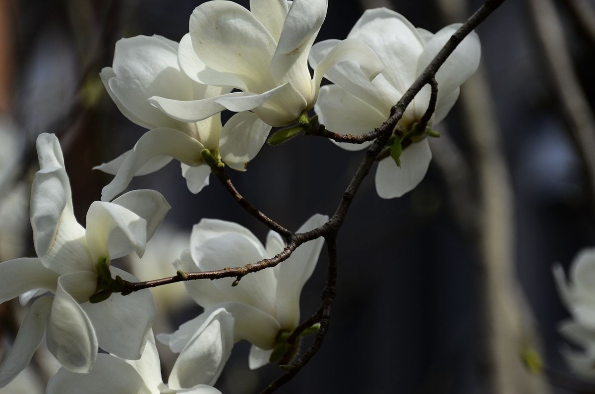 花卉系列【3344】