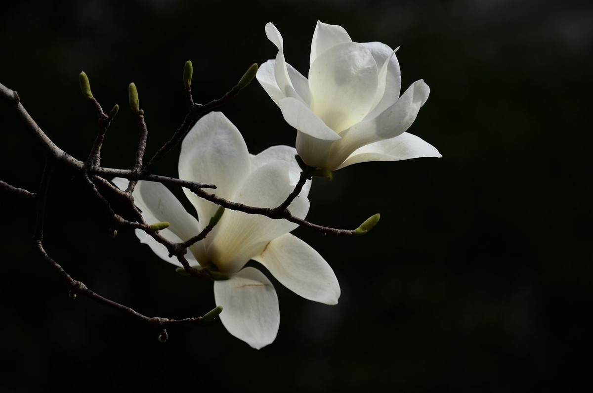 花卉系列【3344】