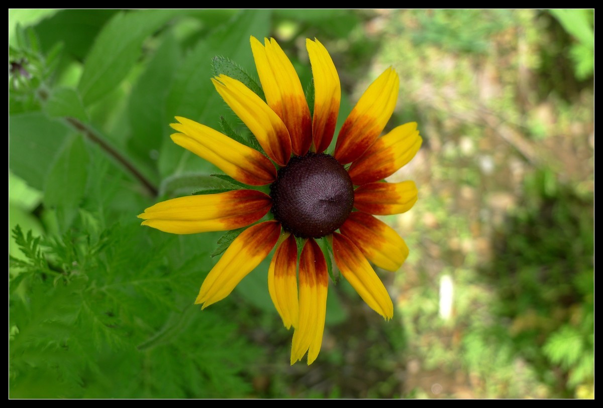 花花草草（一）