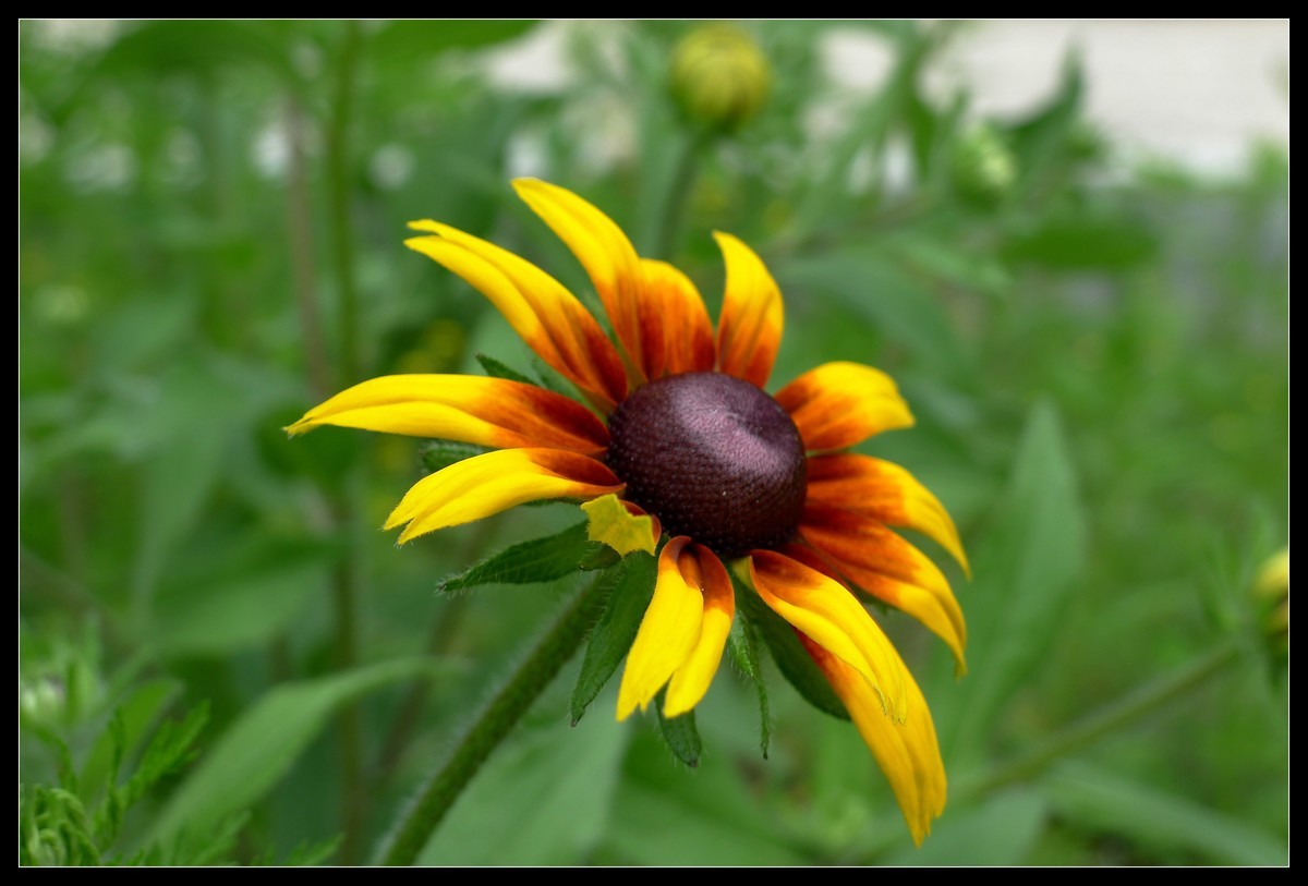 花花草草（一）