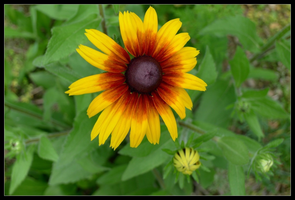 花花草草（一）