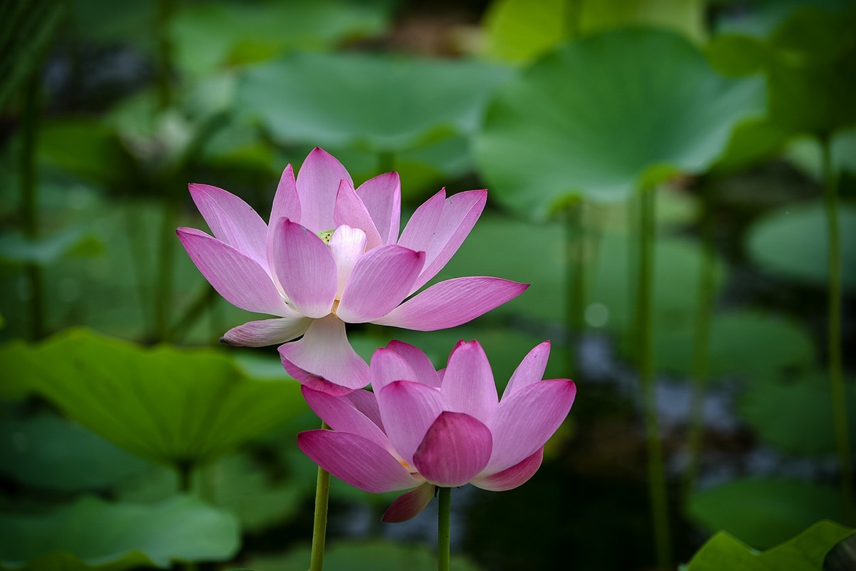 2022年第589贴-圆明园荷花-25(0724f)-中关村在线摄影论坛