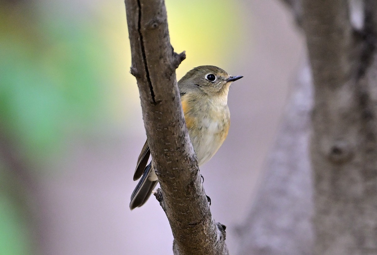 一组冬日拍的林鸟