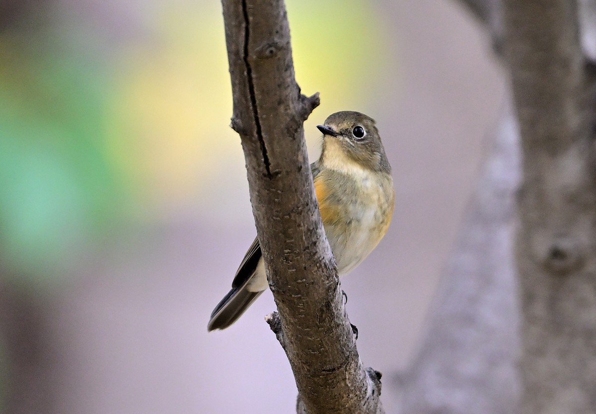一组冬日拍的林鸟