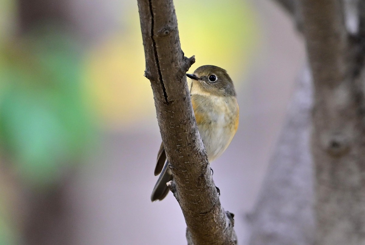 一组冬日拍的林鸟