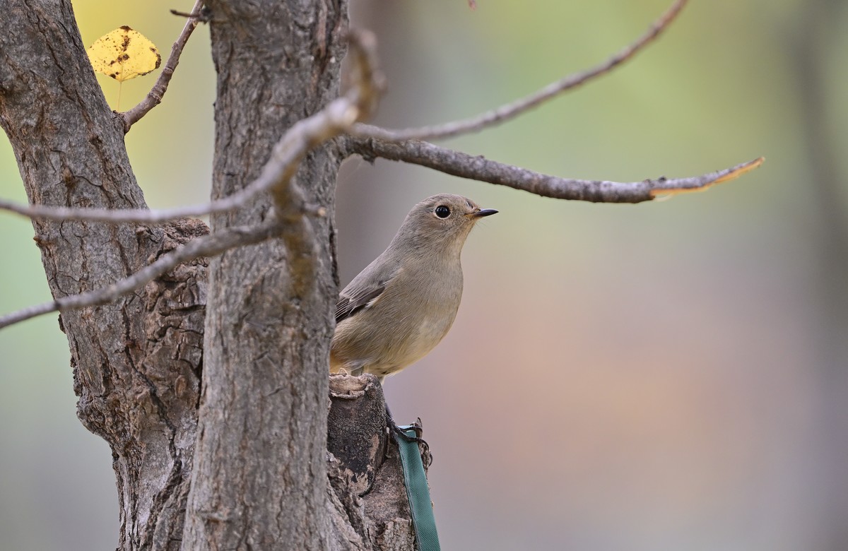 一组冬日拍的林鸟