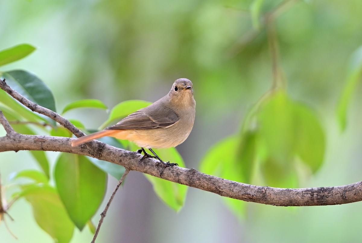一组冬日拍的林鸟