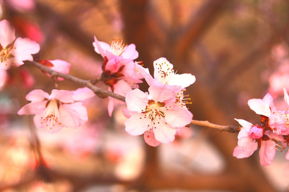 春天他破门而入，让人猝不及防（1）