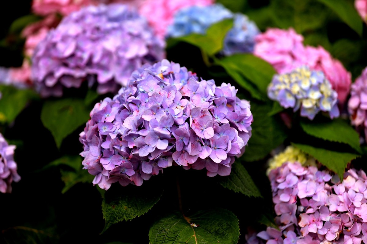 长沙花田厝--绣球花1