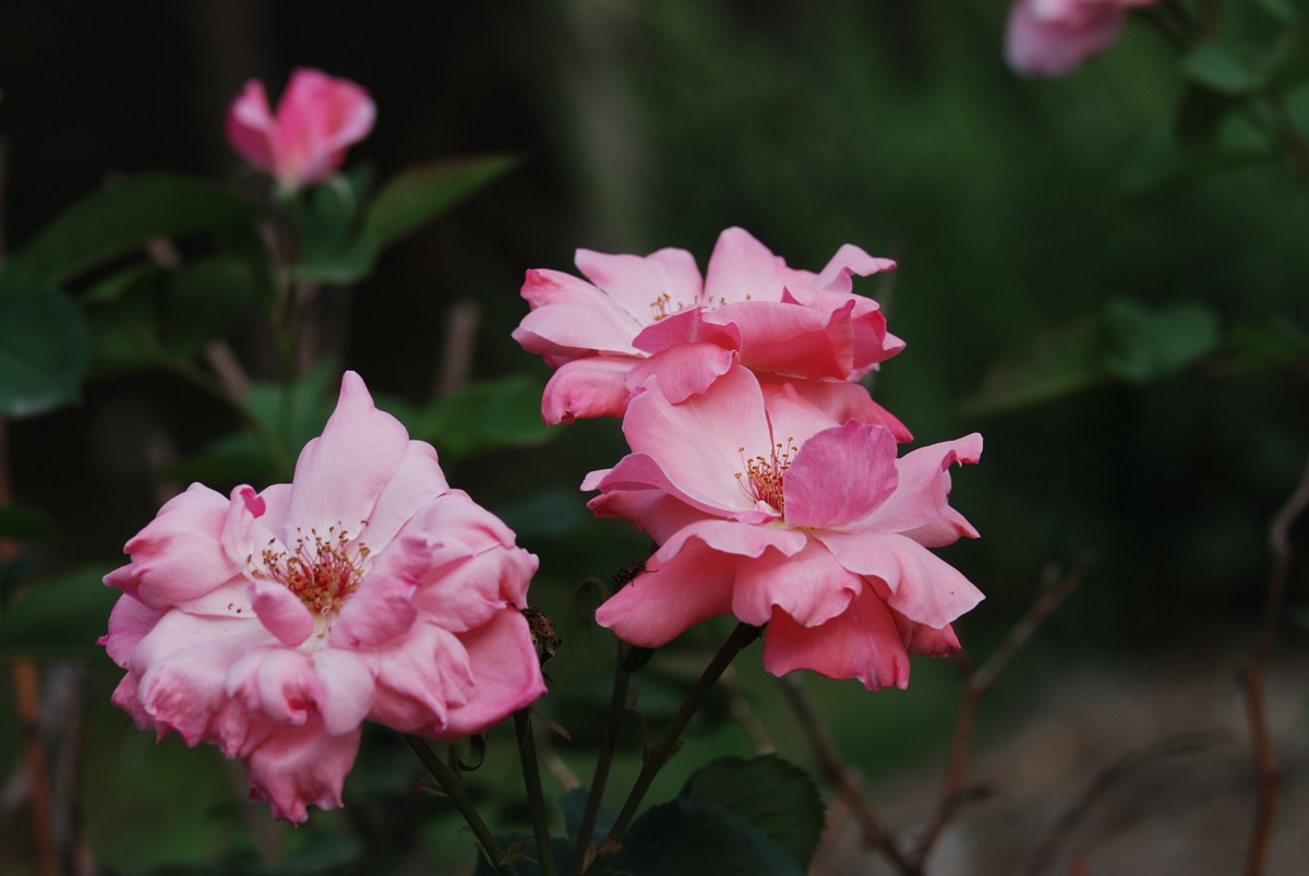 花儿朵朵开（二）