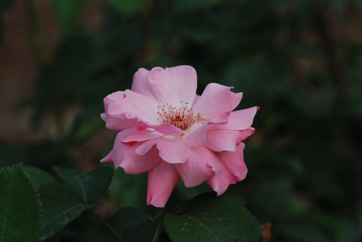 花儿朵朵开（二）
