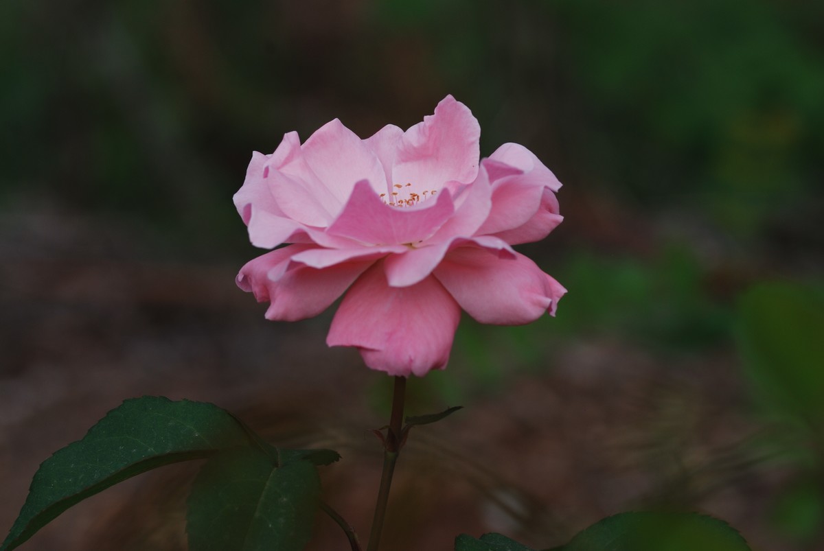 花儿朵朵开（二）