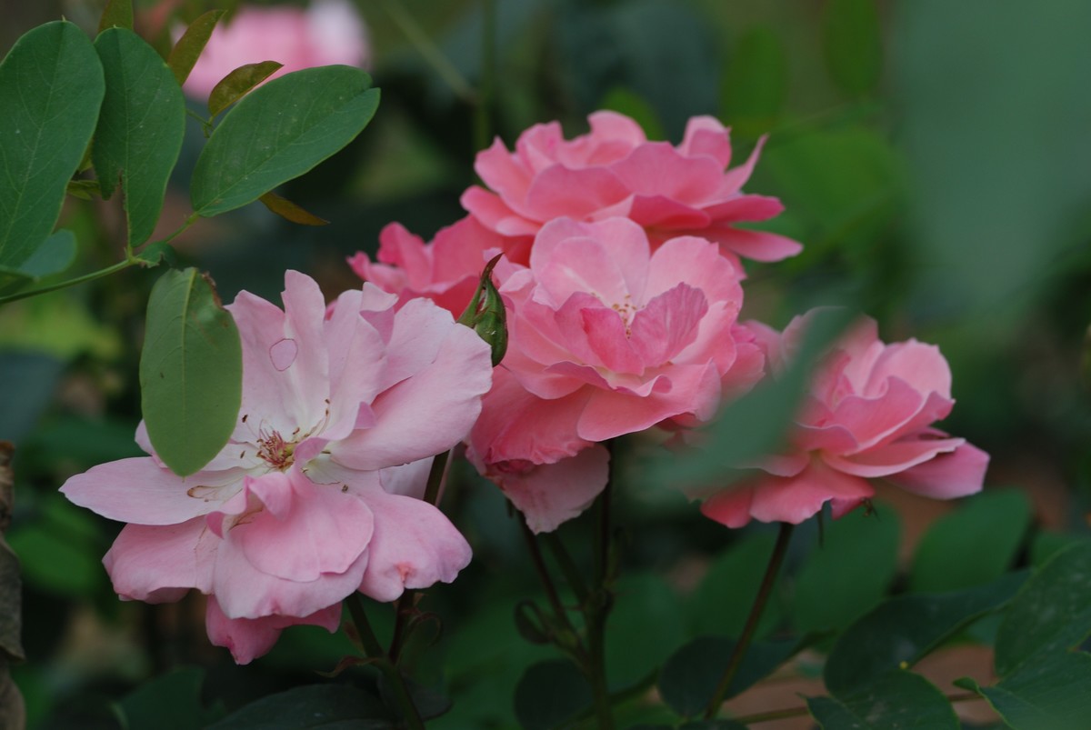 花儿朵朵开（二）