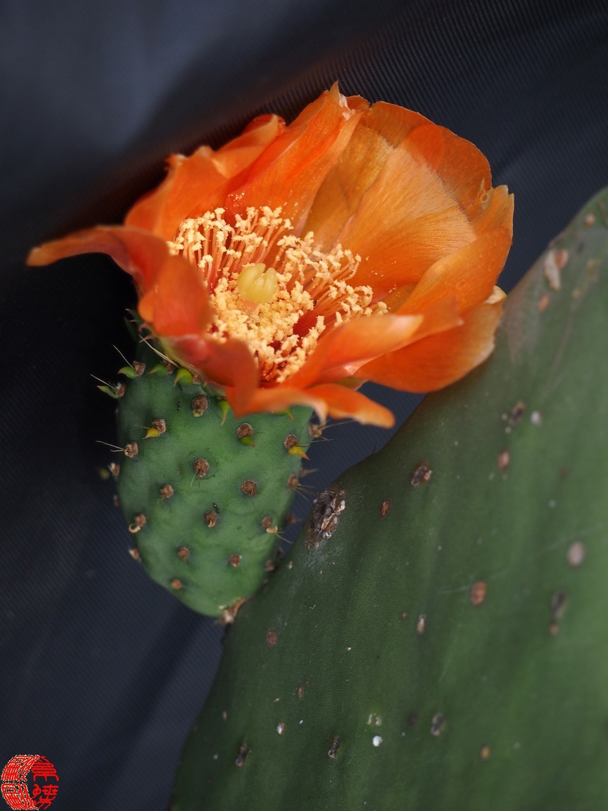 2023.5仙人掌花开（下）