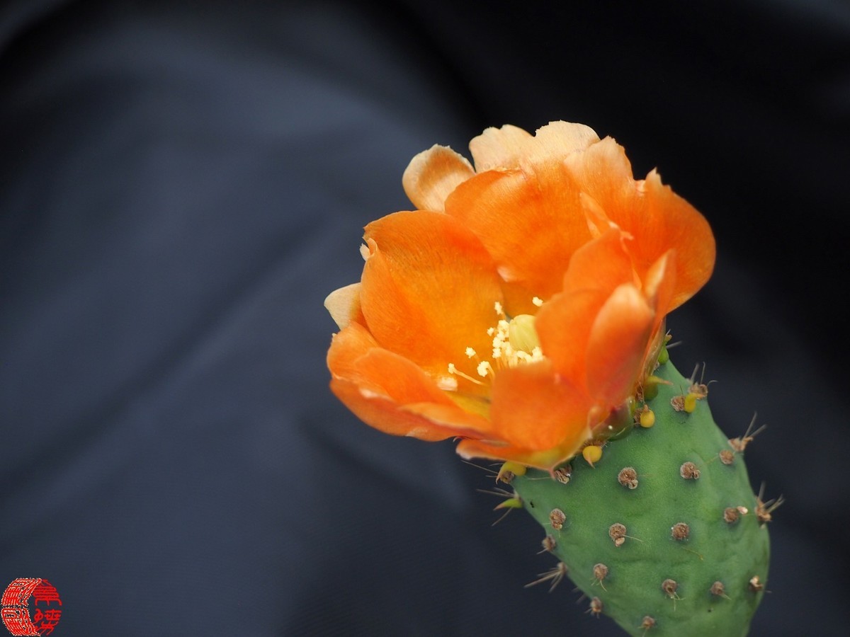 2023.5仙人掌花开（下）