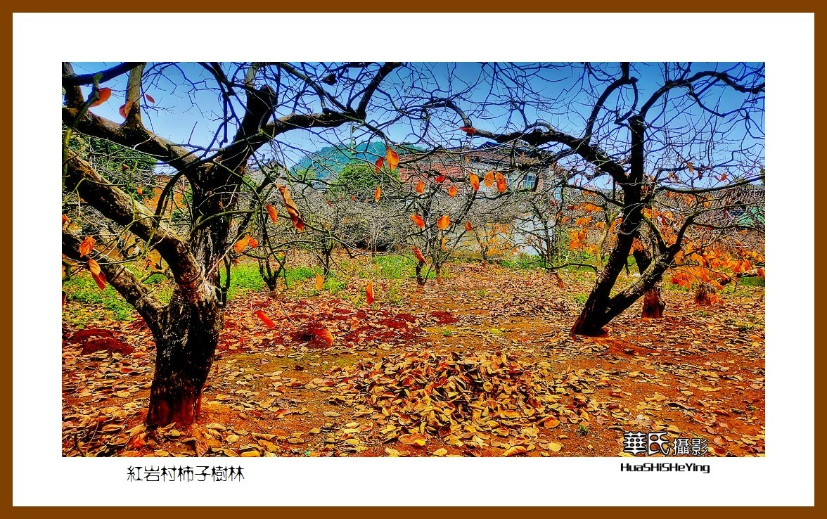 2021南行慢游（广西115）—红岩村柿子树林（桂林市恭城县）